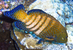 Portrait of a bluespotted gruper  Cepholopholis argus. by Alberto Romeo 